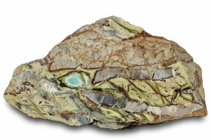 Polished Section of Clay Canyon Variscite - Old Collection Stock #314779